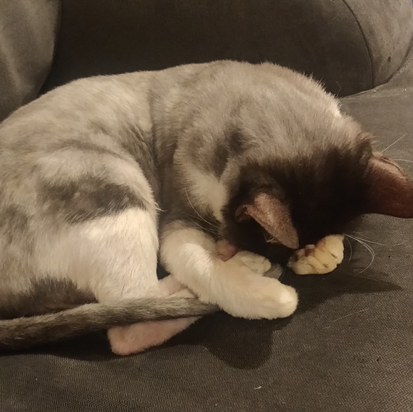 Meet your Posher, Maggie - Picture 9 of 16